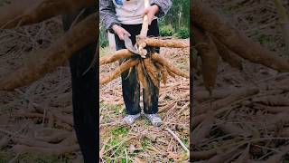 #agritools #farmer life #tonglufeng #agriculture #agritool #youtubeshorts #viral