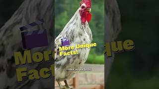 Shocking Unique Facts You Won't Believe! 🐔🦆⛰️