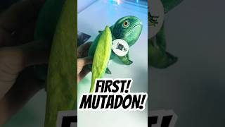 $1 vs $100 Jurassic World Dinosaurs - New Mutadon!