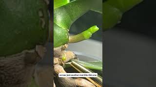 Distinguishing between a new flower spike and just another root on your Phalaenopsis orchid