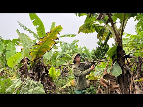365 Days of Survival Making a Bamboo House, With a Plot of Banana Plantation Ep.1