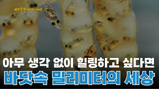 그냥 보기만 해도 힐링🐬 고퀄 다큐로 멍 때리기ㅣ현미경으로 보는 바닷속 생물ㅣ#다큐프라임