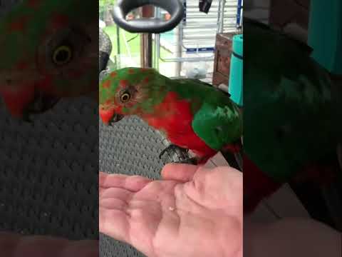 Parrot Eats From My Hand! 🦜