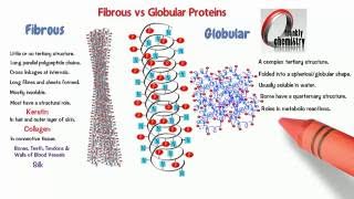 Amino Acids 10. Comparing Fibrous and Globular Proteins.