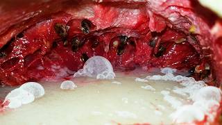 GoPro inside a watermelon - 128 DAYS