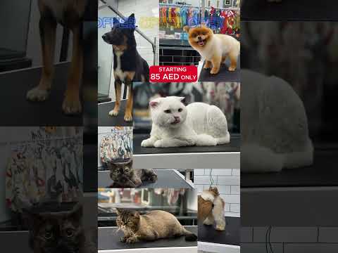 🐶 Grooming Offer for Your Pet – Starting from 85 AED | Pawfection Pets Grooming Dubai