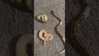 New kids on the block #petcare #snake #reptilelover #reptiles #scaleyfriends #ballpython #pets