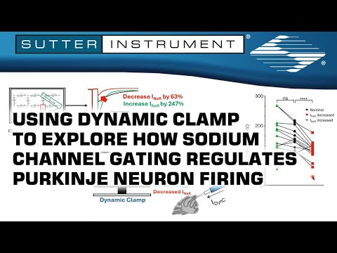 Using Dynamic Clamp to Explore How Sodium Channel Gating Regulates Purkinje Neuron Firing