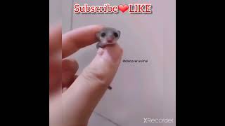 Tellement mignon ❤ Meilleurs chats et chiens drôles #vidéosdrôles #vidéosdechats #chiensdrôles