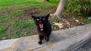I met the most talkative black cat ever