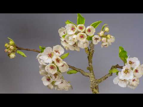 Éclosions florales en accéléré accompagnées au Piano | Rêvez devant cette ode à la vie