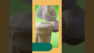 Biology Flash Facts (Bone Strength)