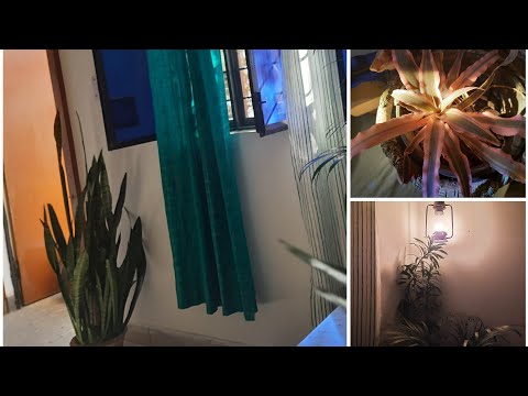 All the plants in my living room.#plants #livingroom #home #planttours