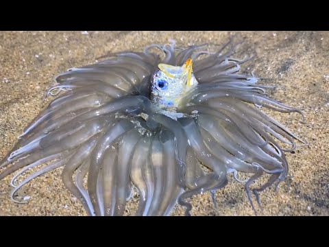 How Sea Anemones Eat Fish
