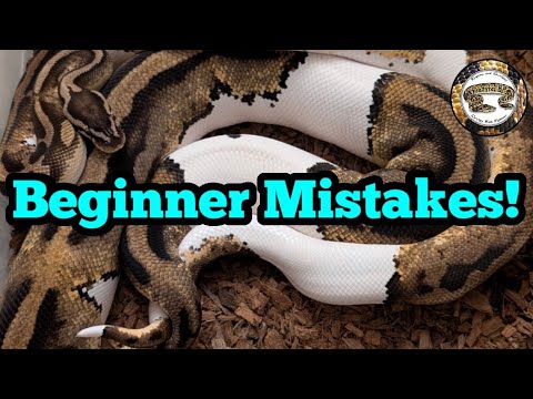 Breeding Ball Pythons: Mistakes Most Beginners Make
