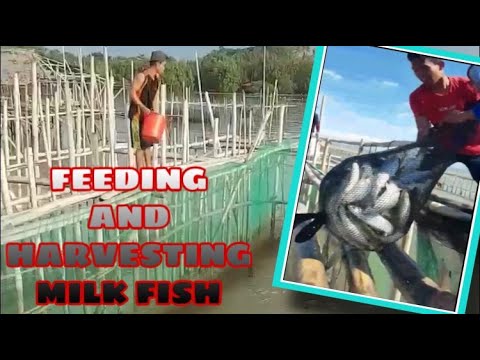 HOW TO FEED AND HARVEST "MILK FISH" | YAMZ SECRETARIA