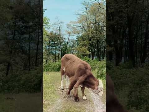 Too rare 5-legged cow , animal confusing behavior , cow