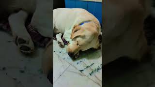 #shots  #pets #petsofinstagram #dog #doglover #dogphotography #dogoftheday #dog_features #blacklab