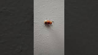 🧡Ladybugs: Small Wonders of the Insect World  🐞 #ladybug #insects #nature #naturelovers #animals