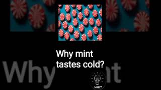 WHY mint tastes cold?