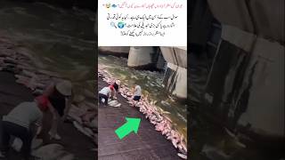 fish on land 😱 #FishMystery #NaturePhenomenon #StrangeNature #ShockingScene #FishOnShore