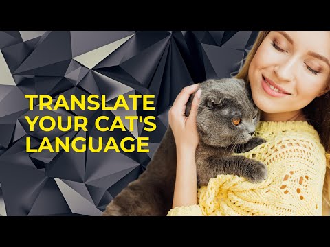 How to communicate with your cat (feline language) #catslover #shorts