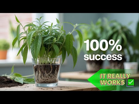Very Easy Butterfly Bush Propagation Method That Works Every Time