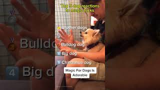 Dogs React to Magic Tricks – Their Faces Say It All! 🐶✨😂