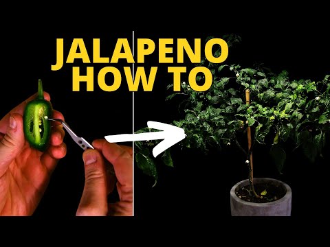 From Seed to Harvest: How to Grow Your Own Jalapeños 🌶️