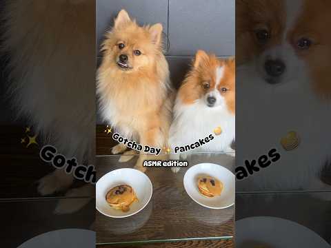 Poms Eat Pancakes 🥞 Happy #gotchaday Teddy & Mochi | #asmr #dogs #pom #poms #dogseating #asmrsounds