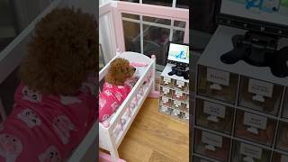 puppy’s apartment setup #puppy #puppylife #dog #asmr #shorts #funnydogs