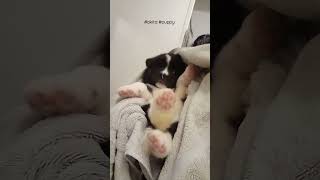#videooftheday #americanakita