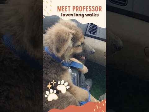 Introducing Professor: The Adorable German Shepherd Puppy! 🐾 #CutenessOverload #DogLove