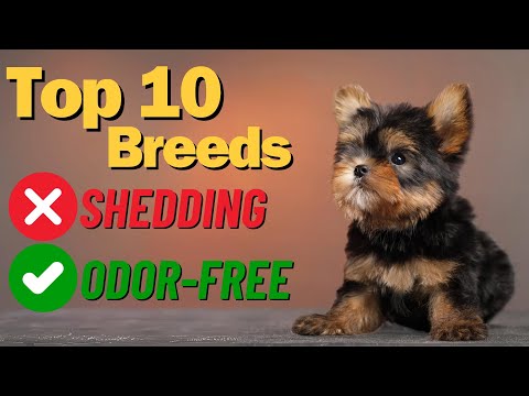 No More Fur Everywhere! Discover 10 Non Shedding Dogs That Keep Your Home Clean!