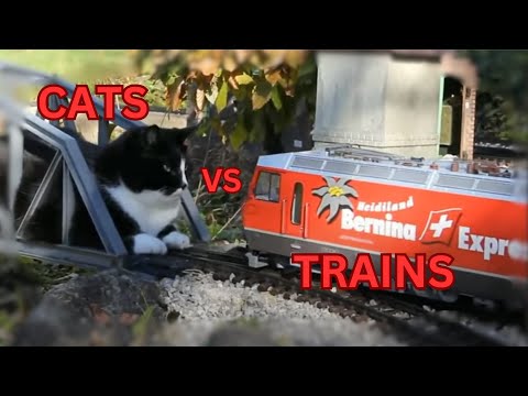 Cats and Trains / Cat vs Train