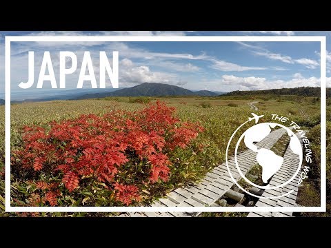 Snow monkeys in Japan and Alpine route - A Wop in Japan 5 - The Traveling Wop