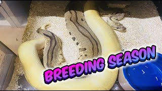 Ball Python Breeding Season Disaster and Promise