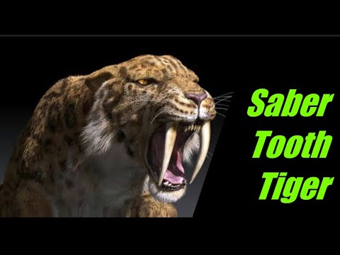 Saber tooth tiger - Smilodon, the beast cat // Fantastic Beasts