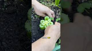 Did you know this is one way to grow your own celery?  #regrow #celery #gardening