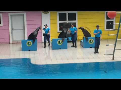Sealion show