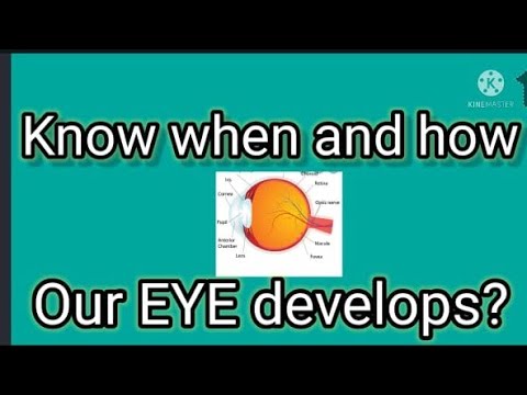 Development of Eyeball