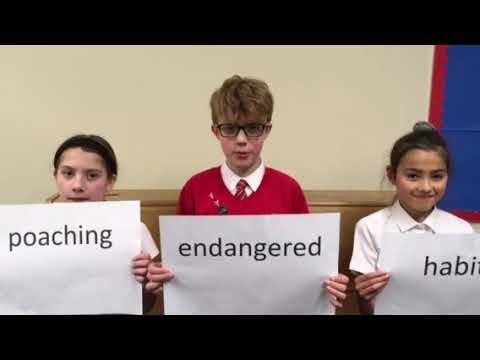 Year 6 Save the Tiger