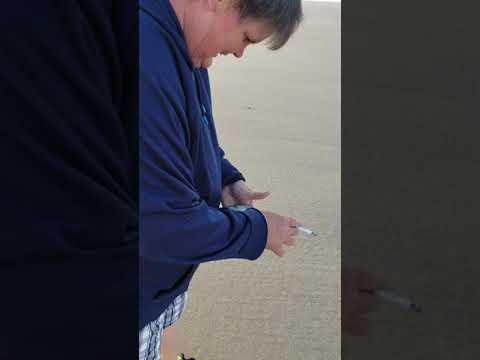 Sand Dollar