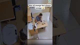 Normal lunch break at a vet 😭 #shorts #cat #catlovers