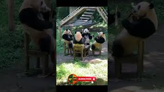Funny PANDA Moments That Will Make You Laugh Out Loud