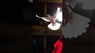 SILK & WING: The Impossible Transformation Witnessed! 🕊️✨ #shorts #magic #illusion