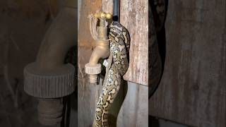 No leaks. Just a python 🐍  #snakevideo #carpetpython #python