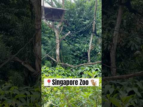 #Singaporezoo #singaporevlog #singaporevideos #monkey #zoo #monkeyswing