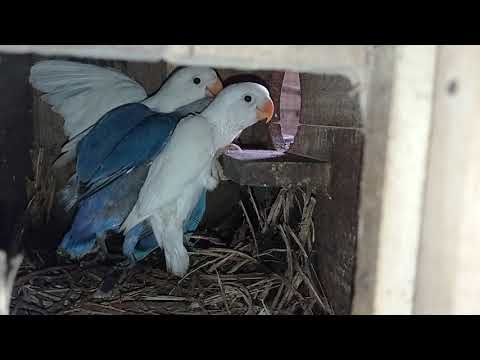 Lovebird Albino & blue