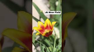 #spring at #newfield #visitindiana #indy